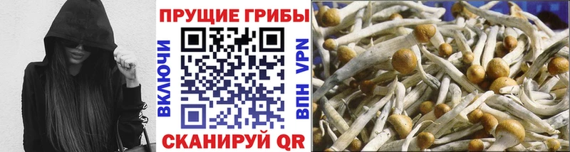 Купить  Кяхта  Псилоцибиновые грибы ЛСД 